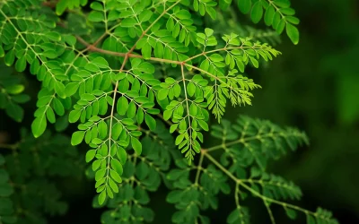 MORINGA, ARBRE DE SANTÉ